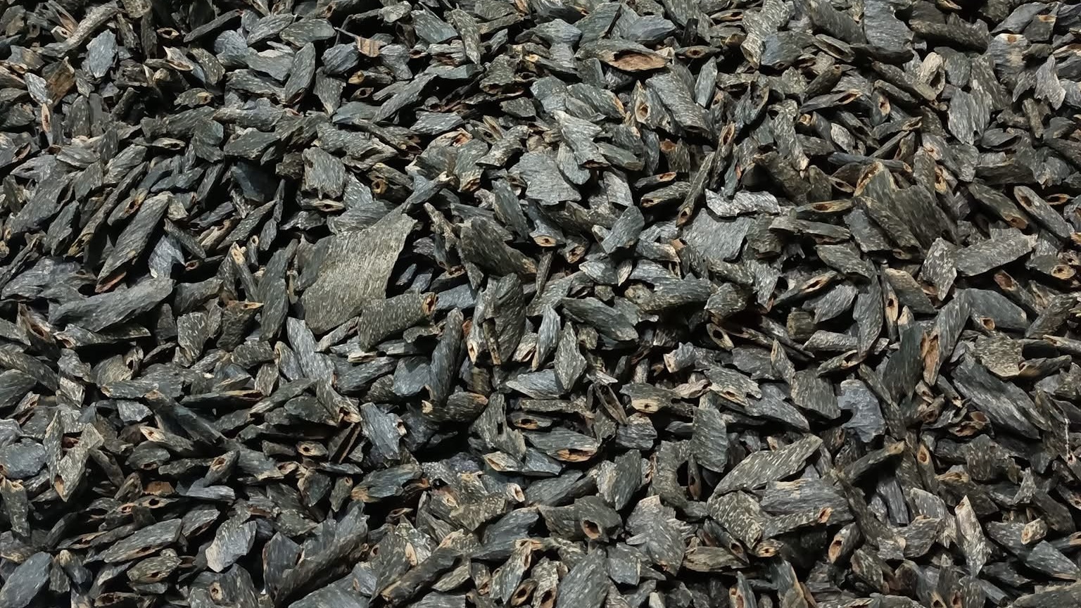 Sylheti Agarwood Oud (Muri) Cultivated
